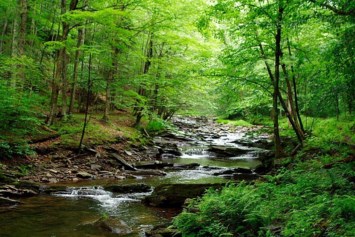 Obituary of Charles Wayne Collier