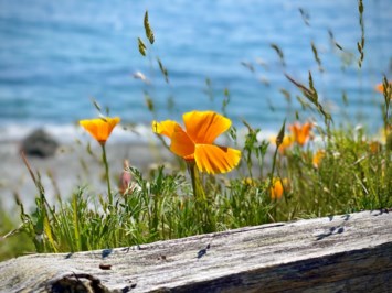 Obituary of Larry Arbini