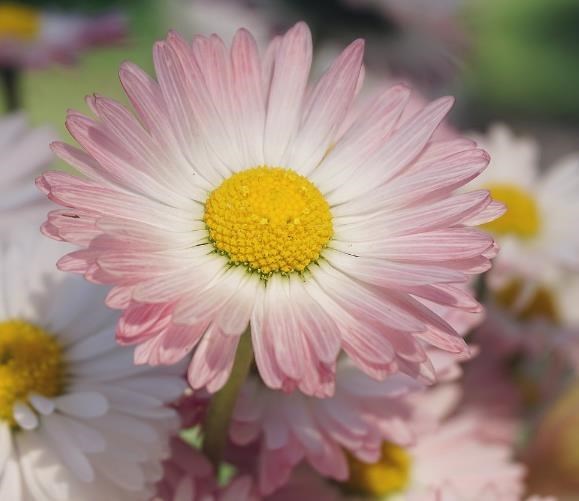 Obituary of Maria Luisa Martinez