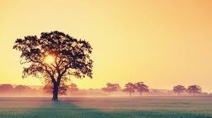 Obituary of Virginia T. Knox