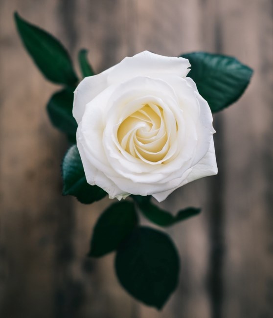 Obituary of Maria Alido Melo