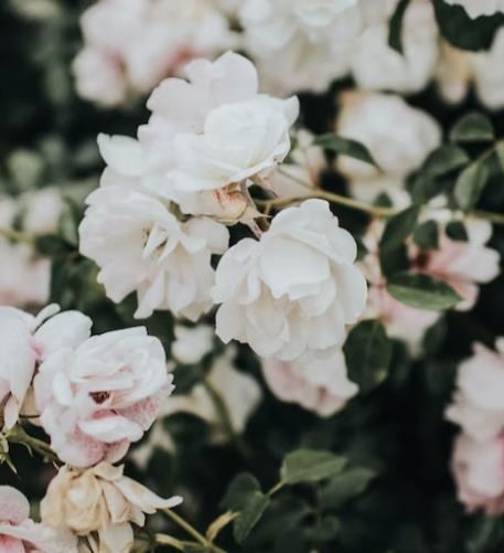 Obituary of Dorothy Jean Jackson