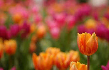 Obituary of Talicia Ann Johnston