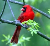 Obituary of Vilma Hitre