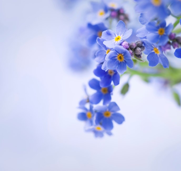 Obituary of Audrey M. Roesch