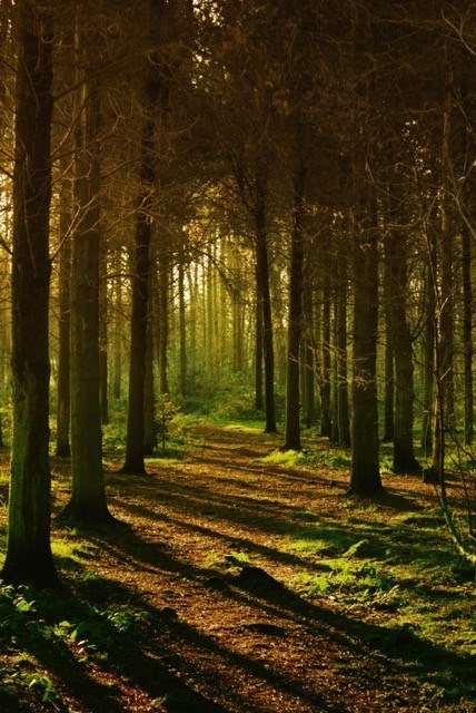 Obituary of William J. Reilly