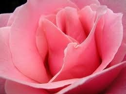 Noreen Xavier Obituary Hampton Va Noreen Xavier Obituary Hampton Va