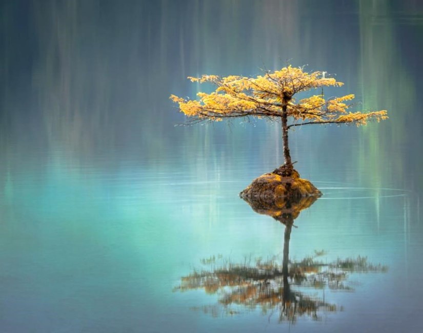 Obituary of Joyce Louise Schwertfeger