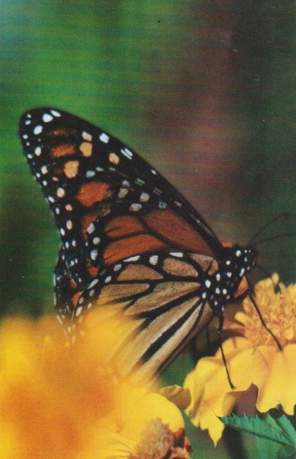 Obituary of Sheila Harris