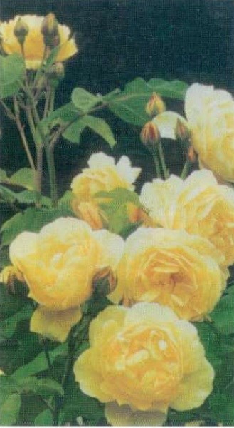 Obituario de Elizabeth Williams