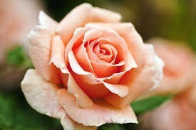 Obituary of Joan Lorrain Parker