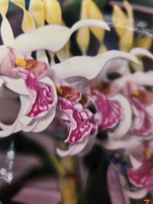 Obituary of Kam Wai Leung