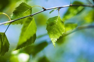 Obituary of Walter Maurice Miller