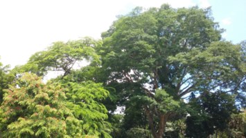 Obituary of Edward Theodore Silva Sr.