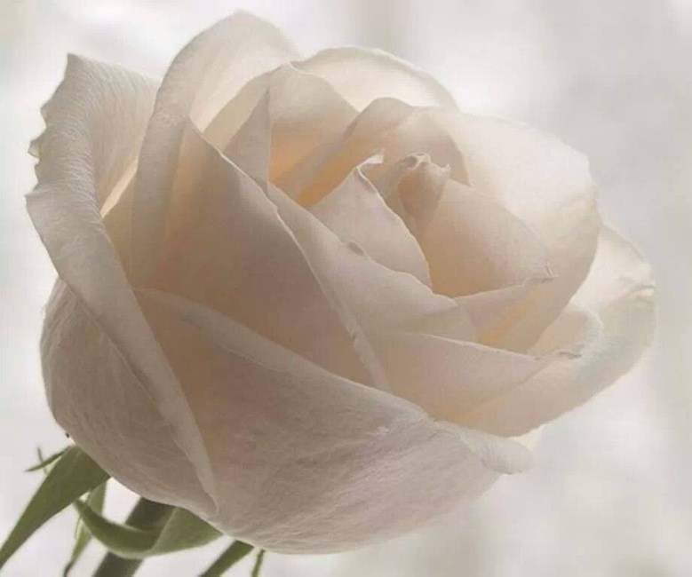 Obituary of Romelia Romero