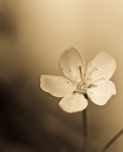 Obituary of Marie-Paule (née Loranger) Teasdale