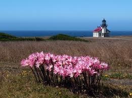 Obituary of Elizabeth Carpenter Johnson