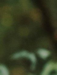 Monica Rook Obituary - Columbia, SC