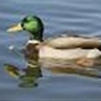 Obituary of Timothy Dee Anderson