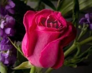 Obituary of Barbara Harrison