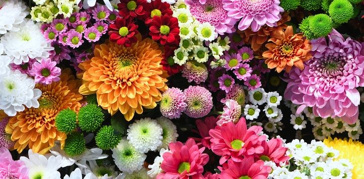 Obituary of Olive Salinas