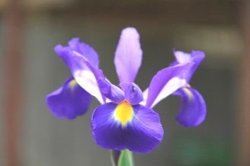Obituary of Tanya Rene Phillips