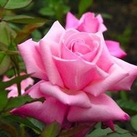 Obituary of Charlotte Nell Smith