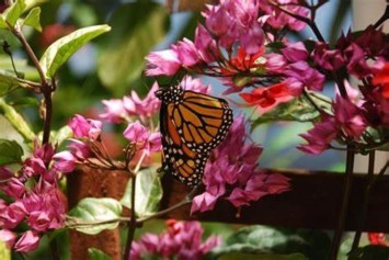 Obituary of Patricia Coleman