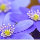 Obituary of Jean Anne Virrueta