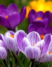 Obituary of Eleanor Jean White Troutman