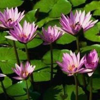 Obituary of Cambell Rae Rick