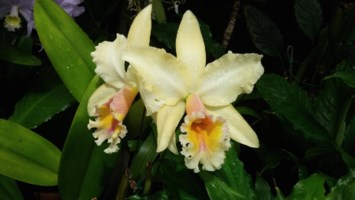 Obituario de Gail S. Fukuda