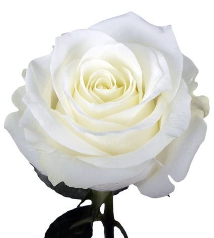 Obituary of Nilda Luisa Gomez