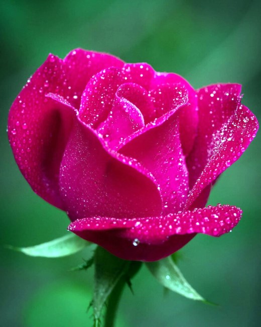 Obituary of Brenda Kaye Brock