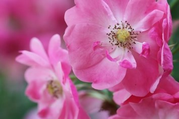 Obituary of Elisabeth Andersson Leopold