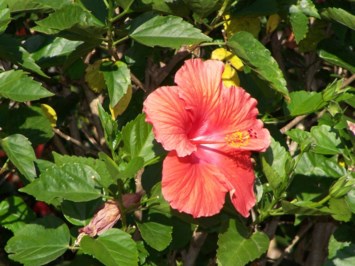 Obituary of Barbara Ann Morris