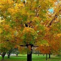 Obituario de William S. Canady