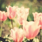 Obituary of Evelyn S. Stewart