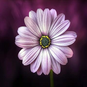 Obituary of Cordelia Marie Seeley