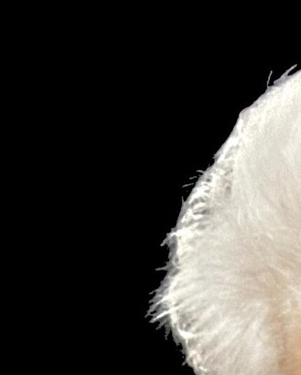 Nancy Obituary Athens, GA