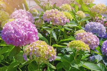 Obituary of Beth A. Fleisher