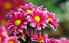 Obituary of Sheila Marie Malley