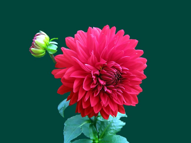 obituary image