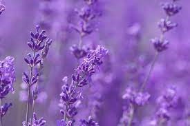 Obituary of Barbara Mae Evans