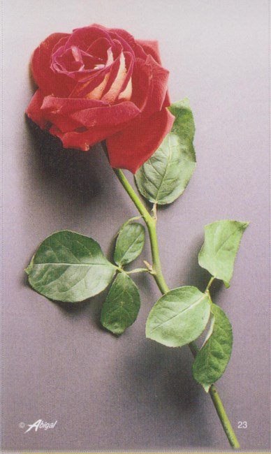 Obituary of Gail J. Terrell