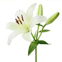 Obituary of Helen Doris Wells