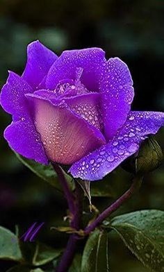 Obituary of Diane Johnson