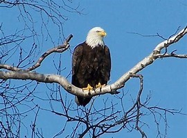 Obituary of Allan Charles BRANDT