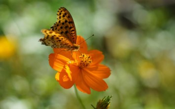 Obituary of Deborah J. F. O'Connor