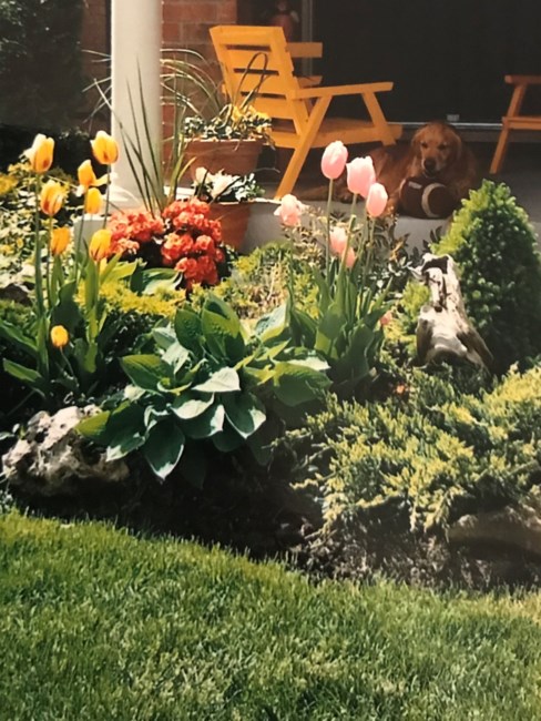 Obituary of Barbara Aileen Nicholls